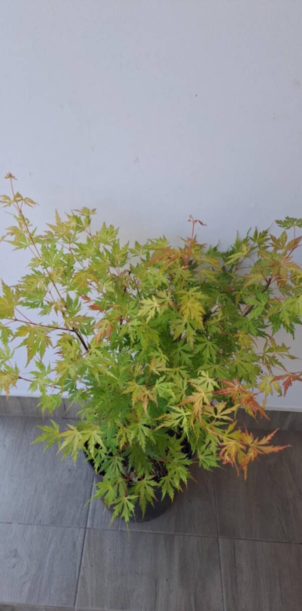Acer palmatum 'Orange lace' - Image 2
