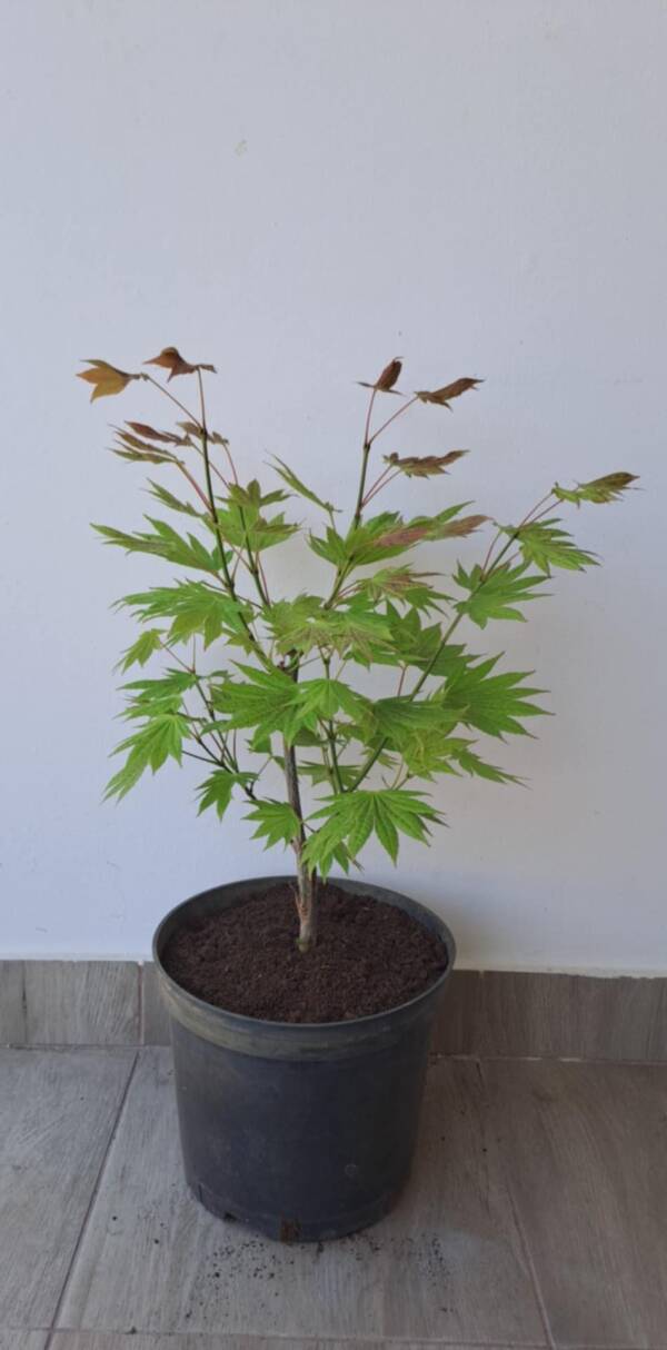 Acer shirasawanum 'Moonrise' - Image 2