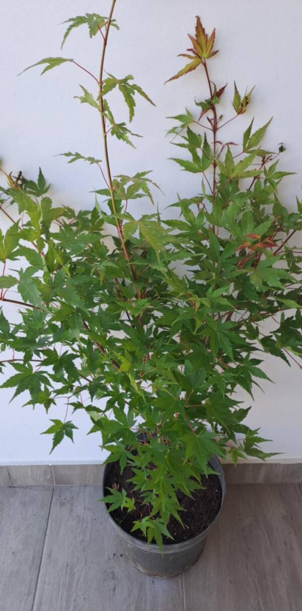 Acer palmatum 'Sango Kaku' - Image 2