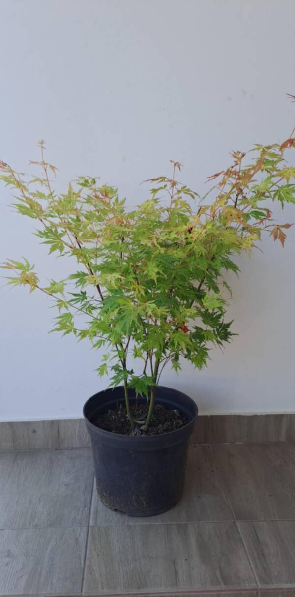 Acer palmatum 'Orange lace'