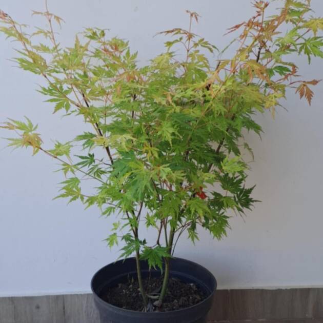 Acer palmatum 'Orange lace'