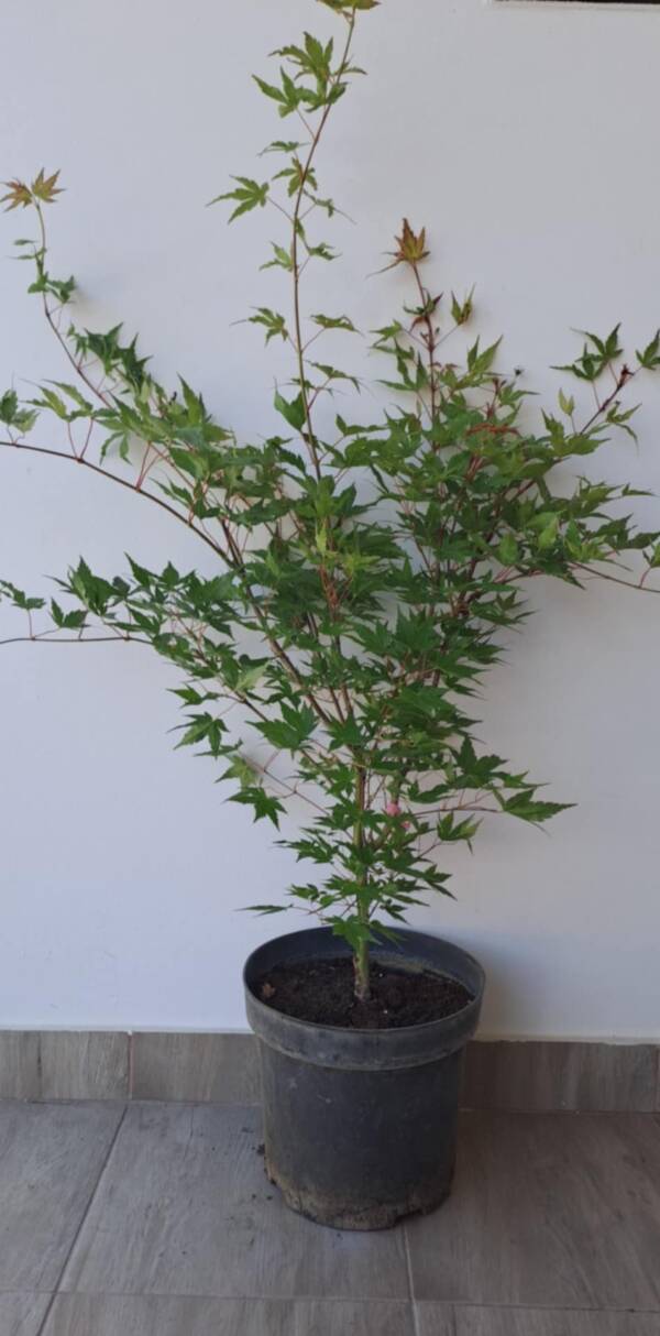Acer palmatum 'Sango Kaku'