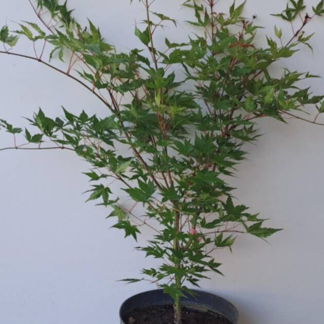 Acer palmatum 'Sango Kaku'