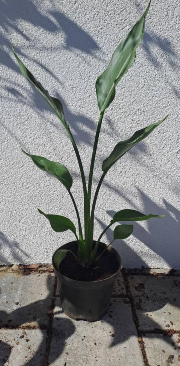 Pompás papagájvirág - Strelitzia reginae - Image 2
