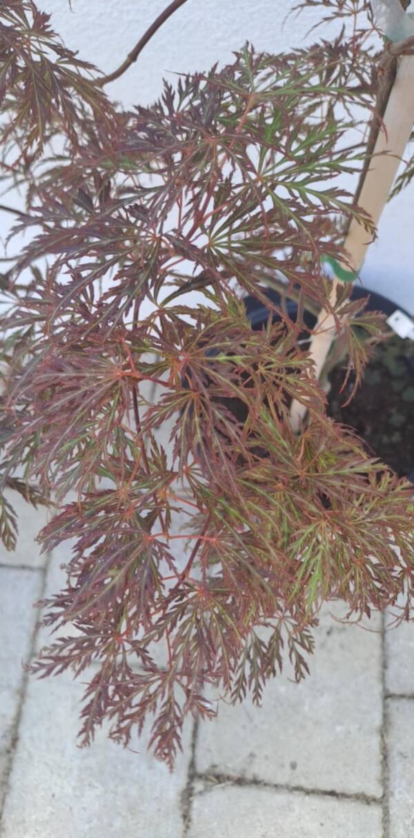 Acer palmatum 'Barrie Bergman' - Image 2