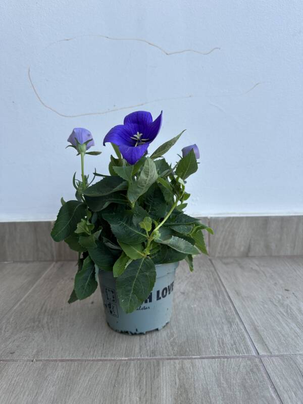 Léggömbvirág - Platycodon grandiflorus - Image 3