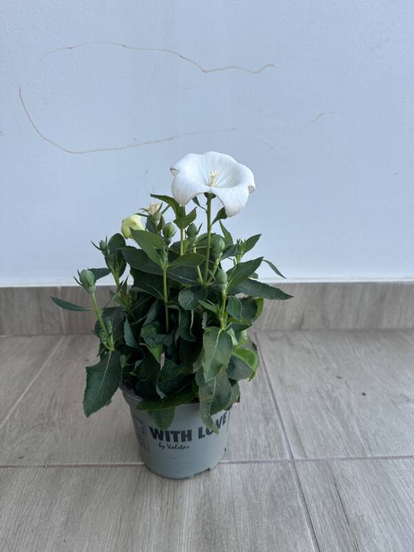 Léggömbvirág - Platycodon grandiflorus