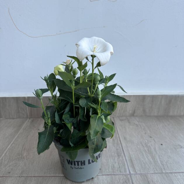 Léggömbvirág - Platycodon grandiflorus