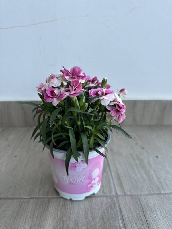 Kerti szegfű - Dianthus 'Sprint Pink and Proud' - Image 3
