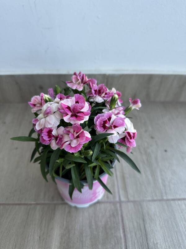 Kerti szegfű - Dianthus 'Sprint Pink and Proud' - Image 2