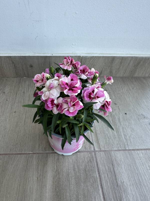 Kerti szegfű - Dianthus 'Sprint Pink and Proud'