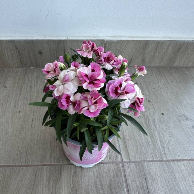 Kerti szegfű - Dianthus 'Sprint Pink and Proud'