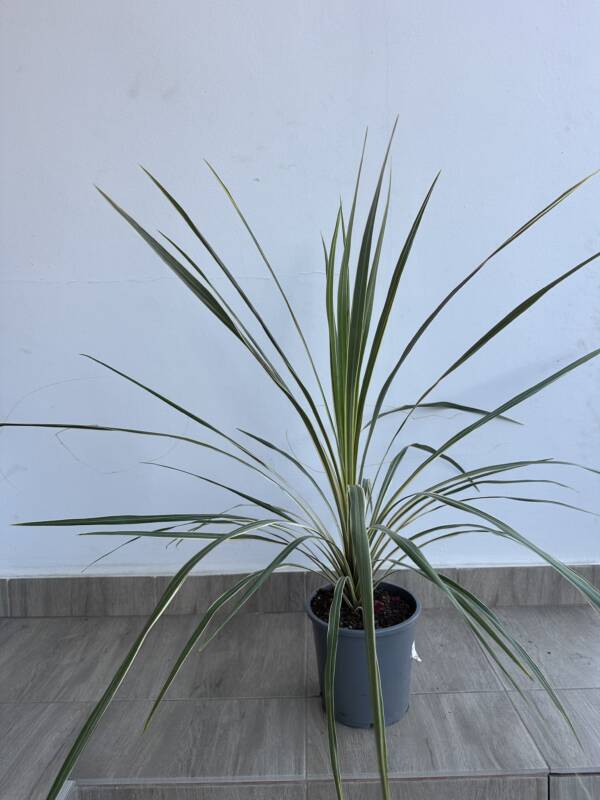 Cordyline australis ‘Variegata’