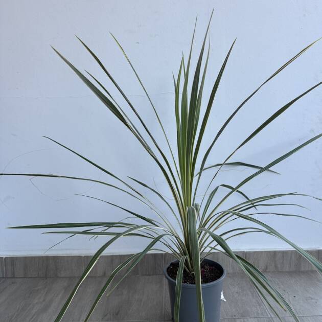Cordyline australis ‘Variegata’
