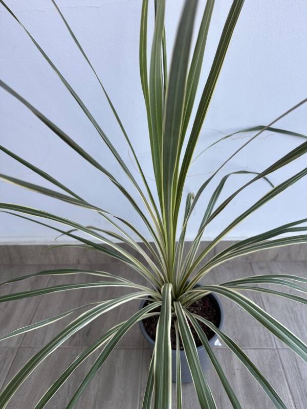 Cordyline australis ‘Variegata’ - Image 2