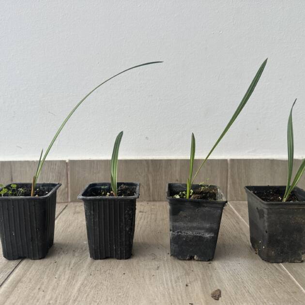 Kék lószőr pálma - Chamaerops Humilis Cerifera