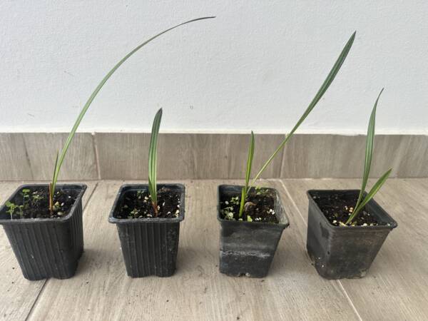 Kék lószőr pálma - Chamaerops Humilis Cerifera - Image 2