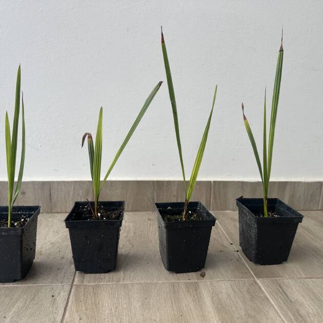 Kocsonyapálma – Butia Odorata