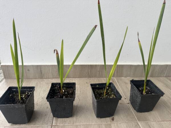 Kocsonyapálma – Butia Odorata - Image 2
