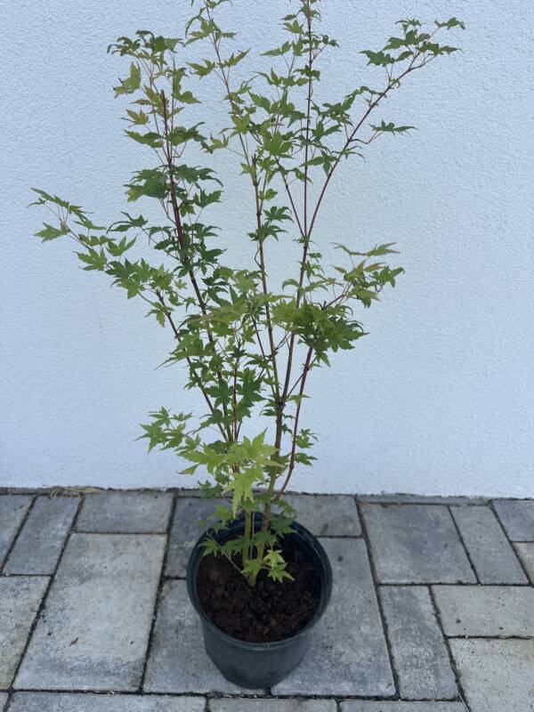 Acer palmatum ‘Going Green’