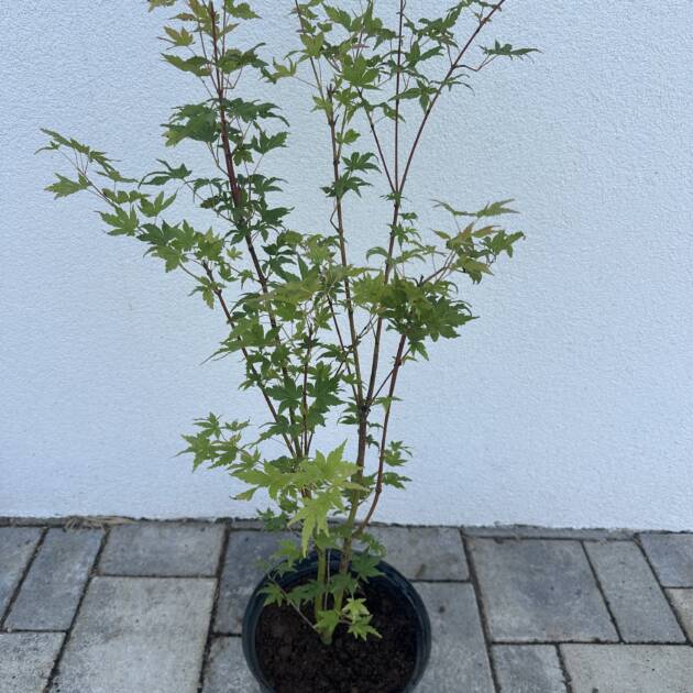 Acer palmatum ‘Going Green’