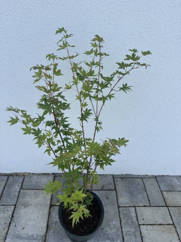 Acer palmatum ‘Going Green’ - Image 2