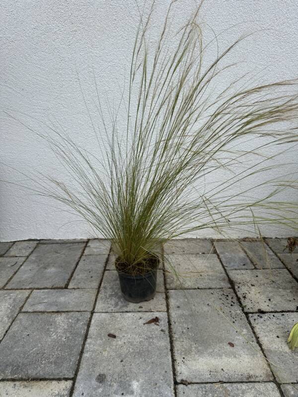 Árvalányhaj - Stipa tenuissima