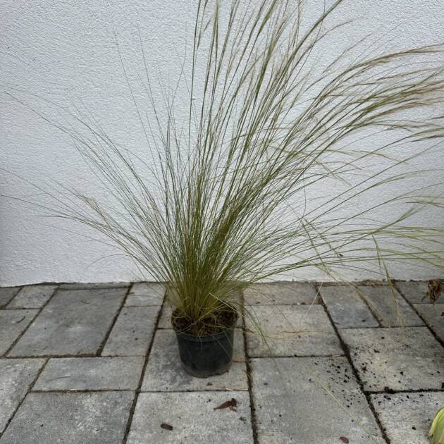 Árvalányhaj - Stipa tenuissima