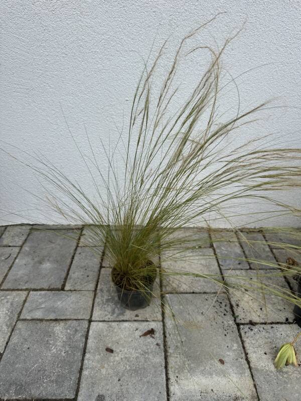 Árvalányhaj - Stipa tenuissima - Image 2