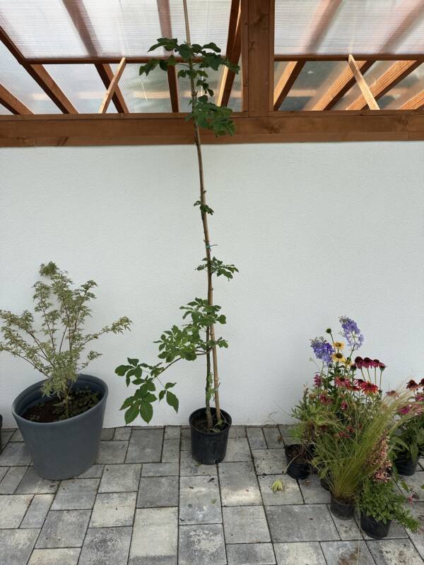 Piros virágú vadgesztenye - Aesculus carnea 'Briotti'
