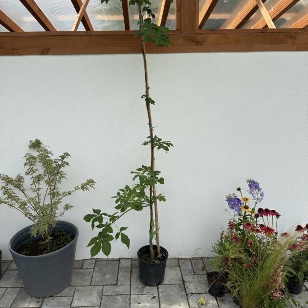 Piros virágú vadgesztenye - Aesculus carnea 'Briotti'