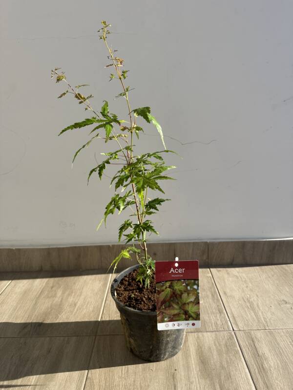 Acer palmatum