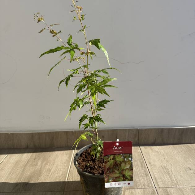 Acer palmatum