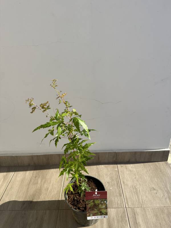 Acer palmatum - Image 2