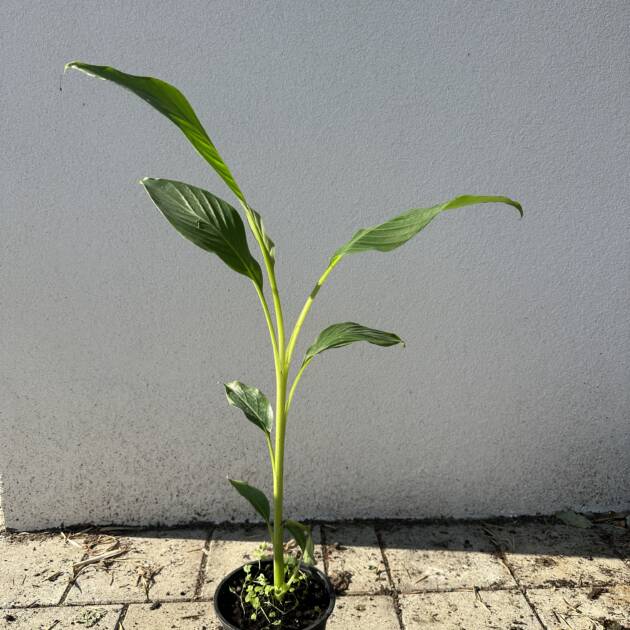 Fagytürő banán - Musa sikkimensis 'Manipur Massive'