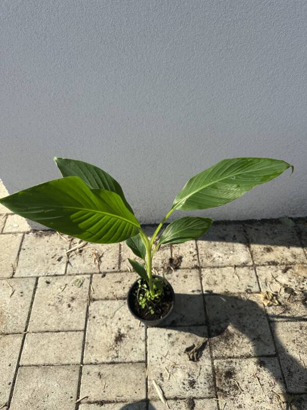 Fagytürő banán - Musa sikkimensis 'Manipur Massive' - Image 2