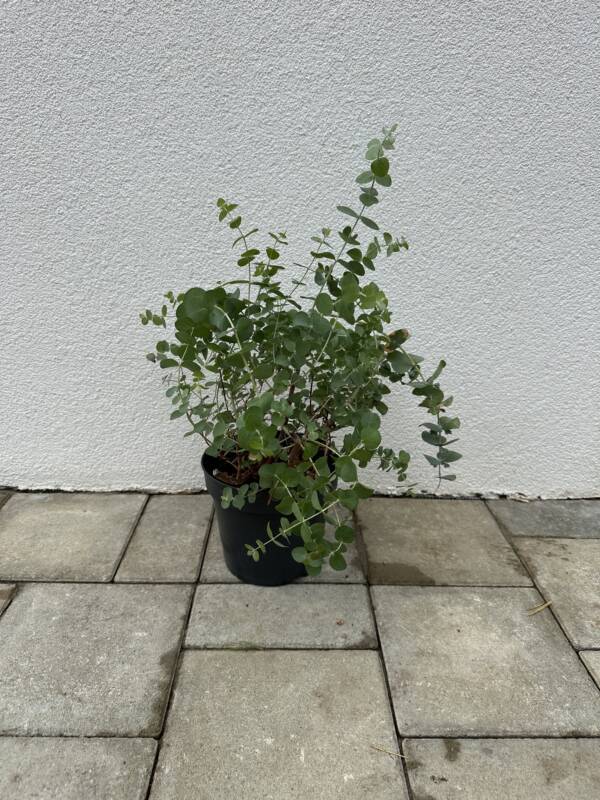 Eukaliptusz - Eucalyptus cinerea