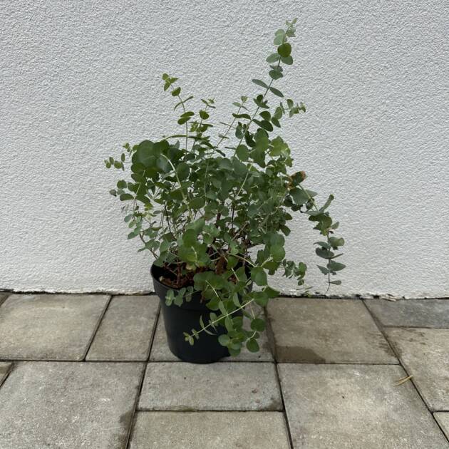 Eukaliptusz - Eucalyptus cinerea