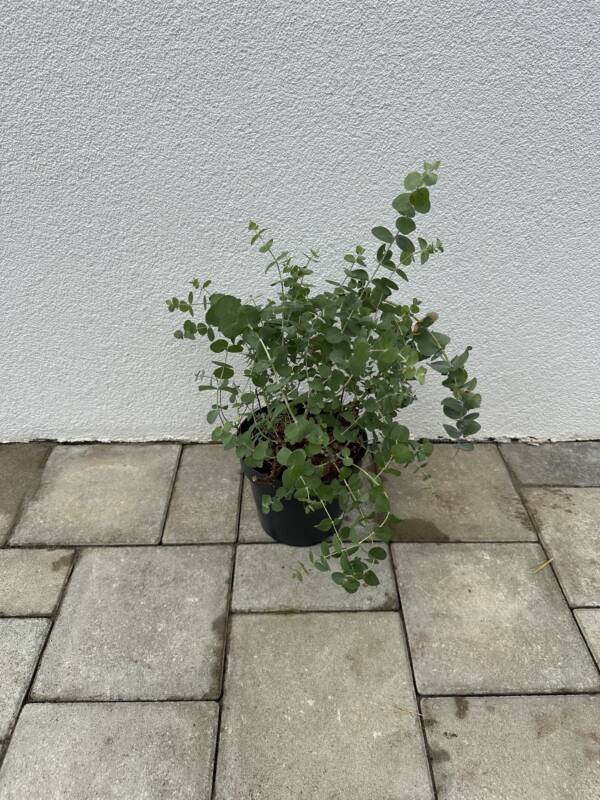 Eukaliptusz - Eucalyptus cinerea - Image 2