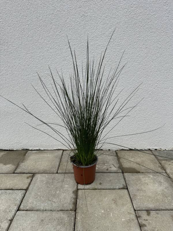 Ceruzafű - Juncus Pencil Grass