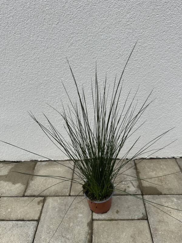 Ceruzafű - Juncus Pencil Grass - Image 2