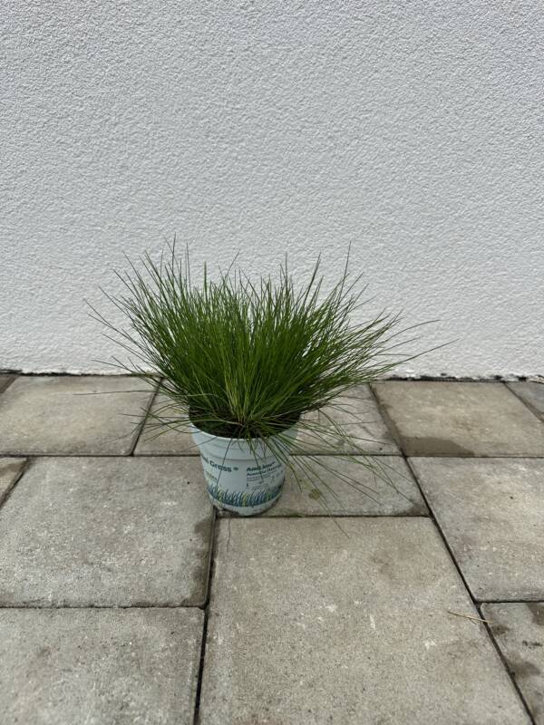Erdei sédbúza - Deschampsia flexuosa 'AmiLime'