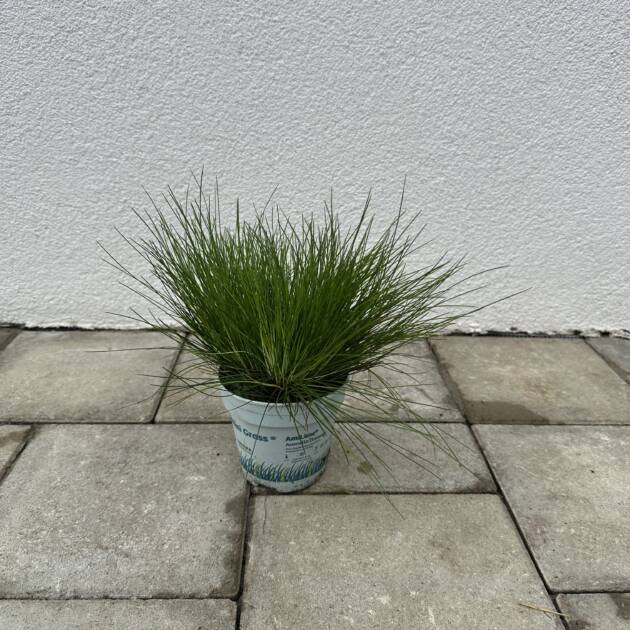 Erdei sédbúza - Deschampsia flexuosa 'AmiLime'