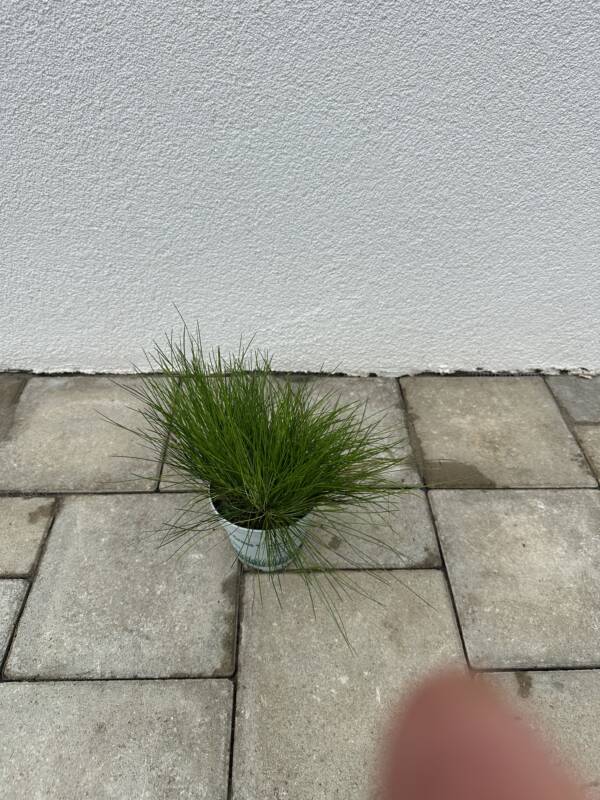 Erdei sédbúza - Deschampsia flexuosa 'AmiLime' - Image 2