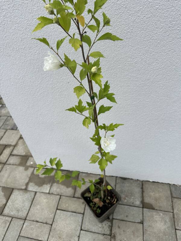 Fehér virágú mályvacserje - Hibiscus syriacus 'White Chiffon' - Image 3