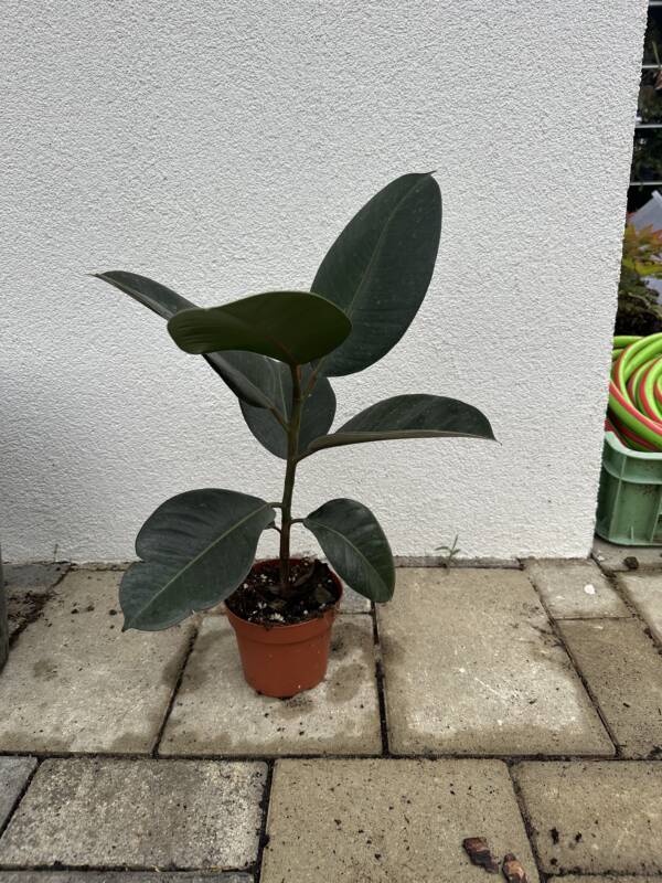 Szobafikusz - Ficus Elastica 'Robusta'