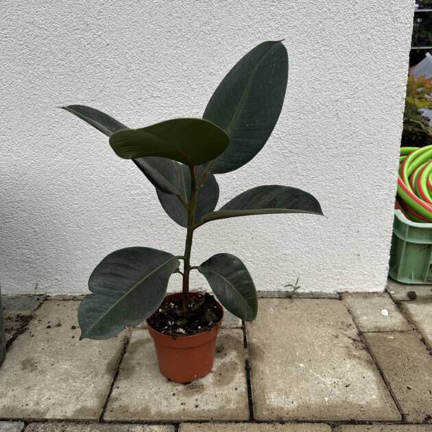Szobafikusz - Ficus Elastica 'Robusta'