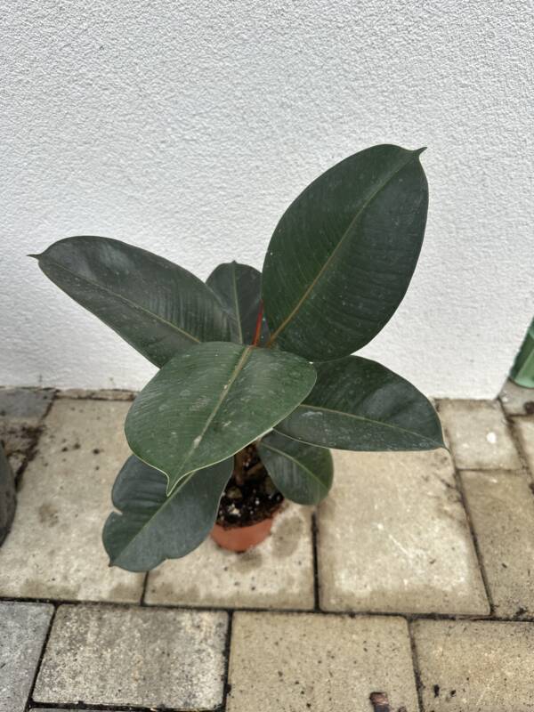 Szobafikusz - Ficus Elastica 'Robusta' - Image 2