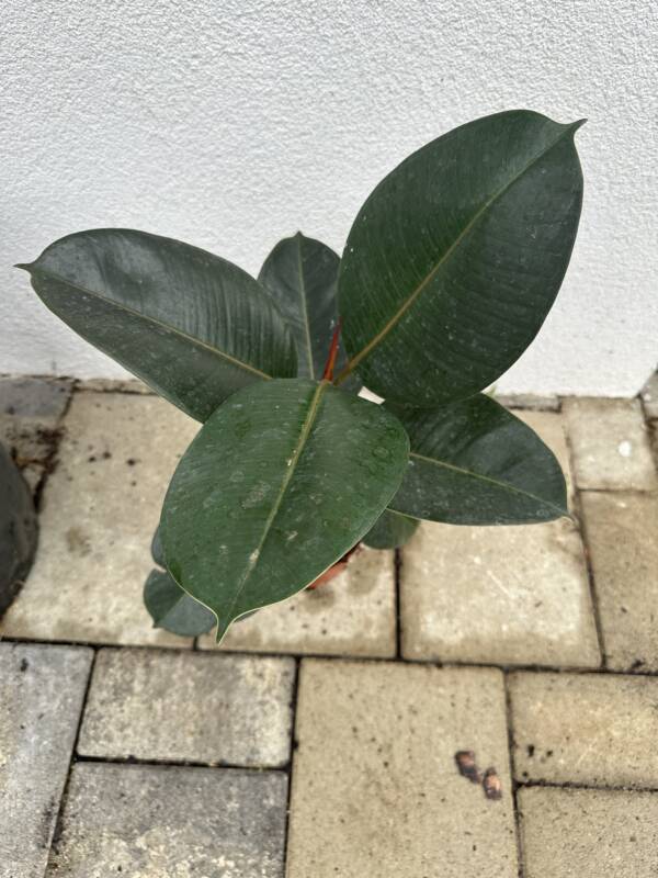 Szobafikusz - Ficus Elastica 'Robusta' - Image 3