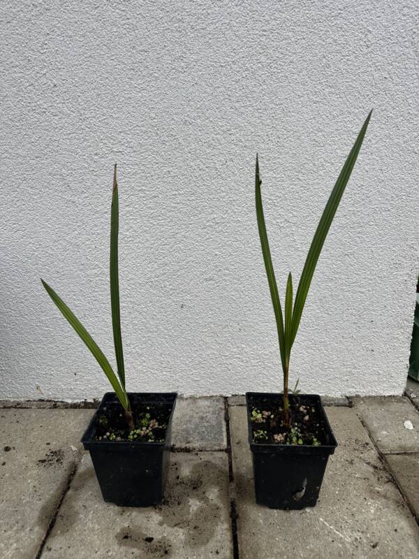 Chilei mézpálma - Jubaea Chilensis
